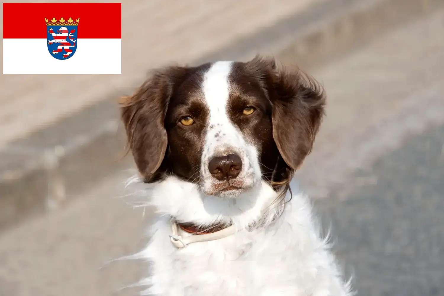 Drentse Patrijshond kölyökkutyák és tenyésztők Hessen Itt talál Drentse Patrijshond tenyésztőket Hessenben.
