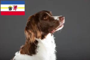 Read more about the article Drentse Patrijshond tenyésztők és kiskutyák Mecklenburg-Vorpommernben