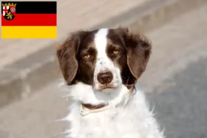 Read more about the article Drentse Patrijshond tenyésztők és kiskutyák Rajna-vidék-Pfalzban