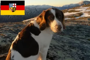 Read more about the article Drentse Patrijshond tenyésztők és kiskutyák Saarlandban