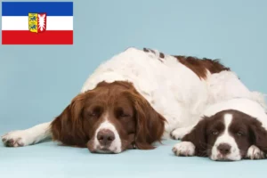 Read more about the article Drentse Patrijshond tenyésztők és kiskutyák Schleswig-Holstein tartományban