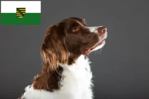 Read more about the article Drentse Patrijshond tenyésztők és kiskutyák Szászországban
