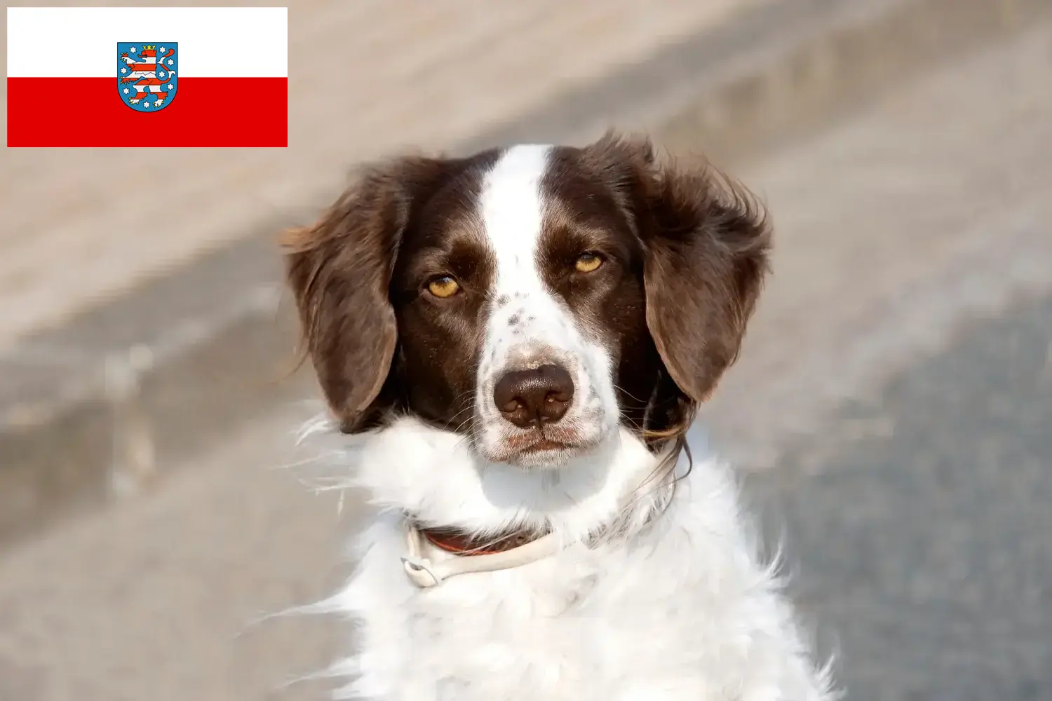 Drentse Patrijshond kiskutyák és tenyésztők Türingia Itt talál Drentse Patrijshond tenyésztőket Türingiában.