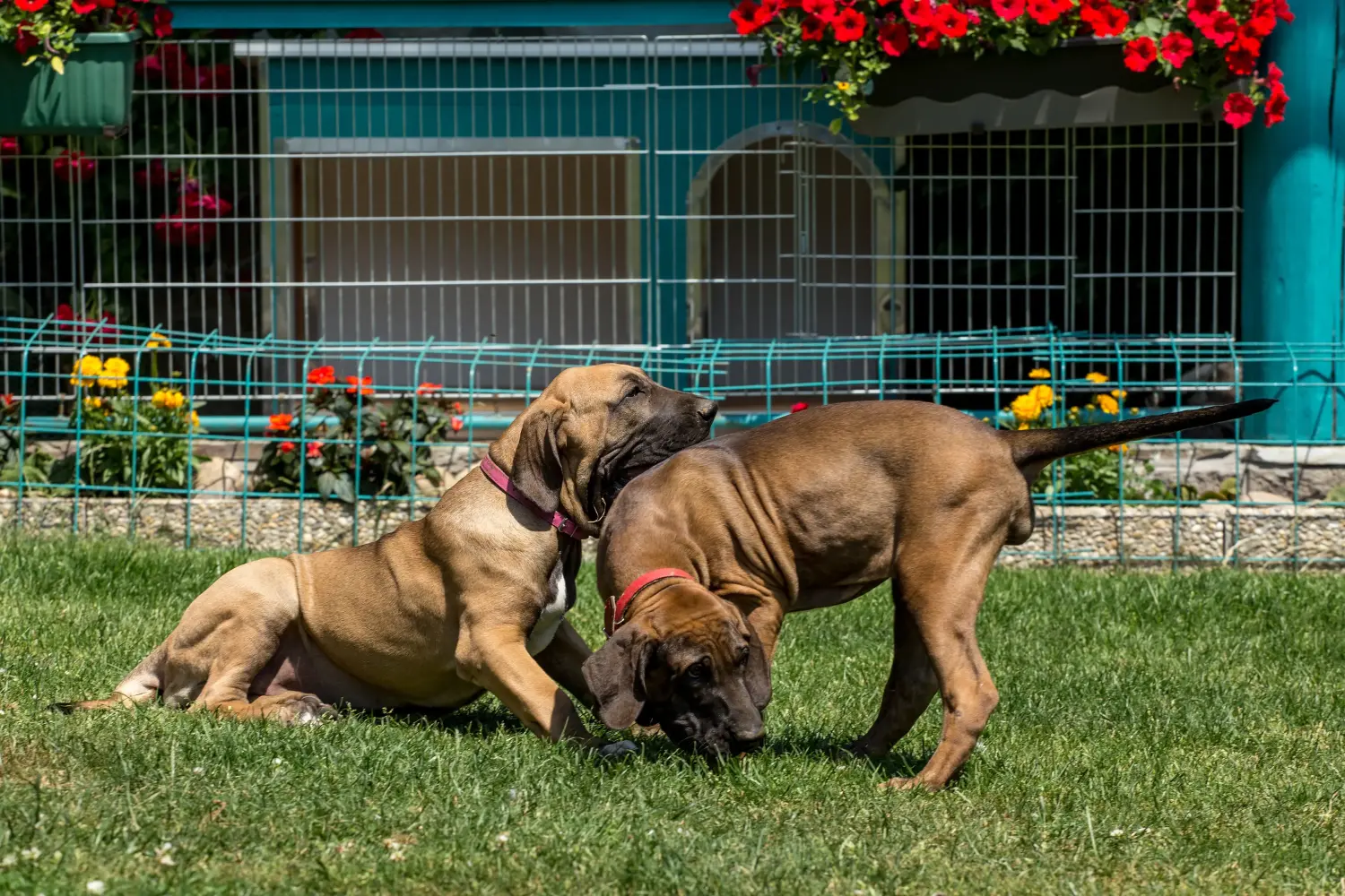 Fila Brasileiro kölyökkutya vásárlása felelősségvállalást jelent! Vásároljon Fila Brasileiro kiskutyákat.