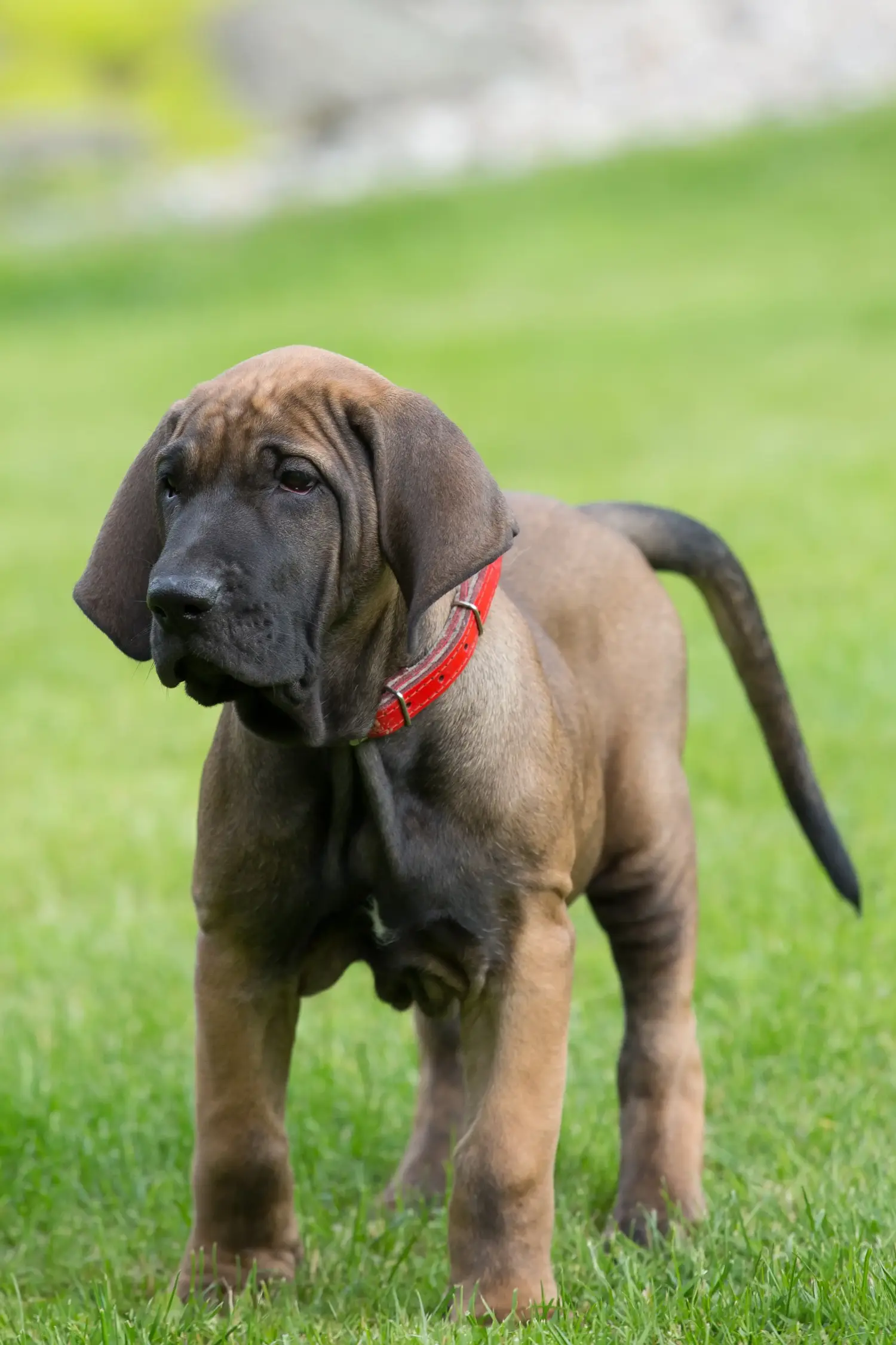 Fila Brasileiro kölyökkutya vásárlása felelősségvállalást jelent! Vásároljon Fila Brasileiro kiskutyákat.