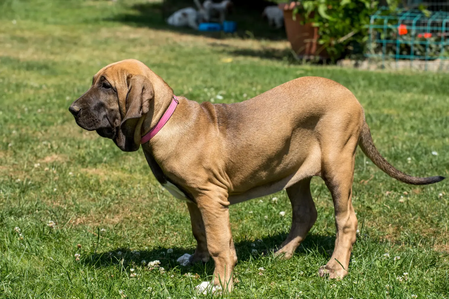 Fila Brasileiro kölyökkutya vásárlása felelősségvállalást jelent! Vásároljon Fila Brasileiro kiskutyákat.