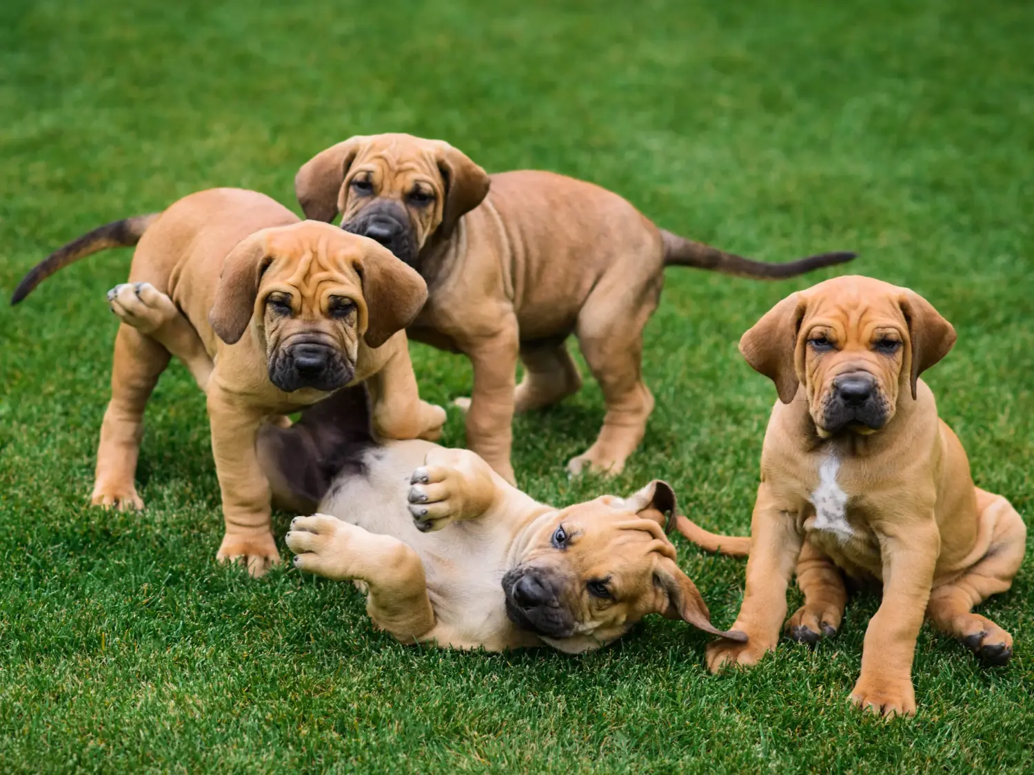 Fila Brasileiro kölyökkutya vásárlása felelősségvállalást jelent! Vásároljon Fila Brasileiro kiskutyákat.