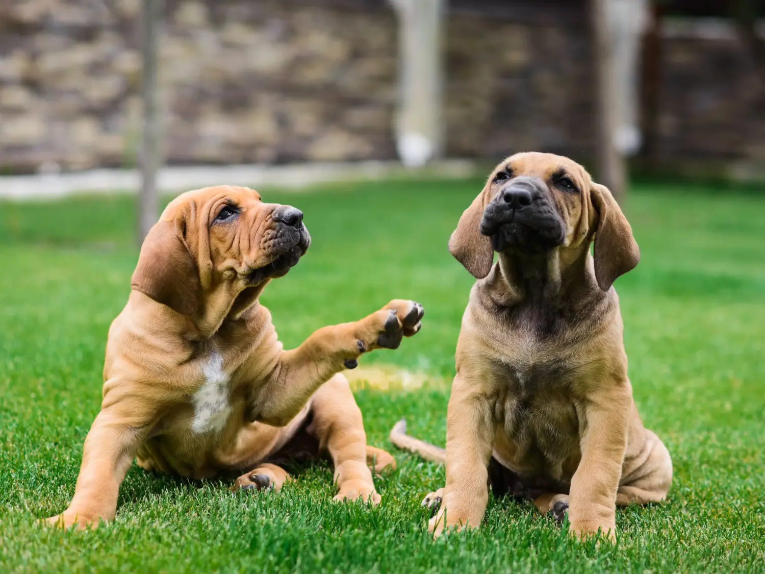 Fila Brasileiro kölyökkutya vásárlása felelősségvállalást jelent! Vásároljon Fila Brasileiro kiskutyákat.