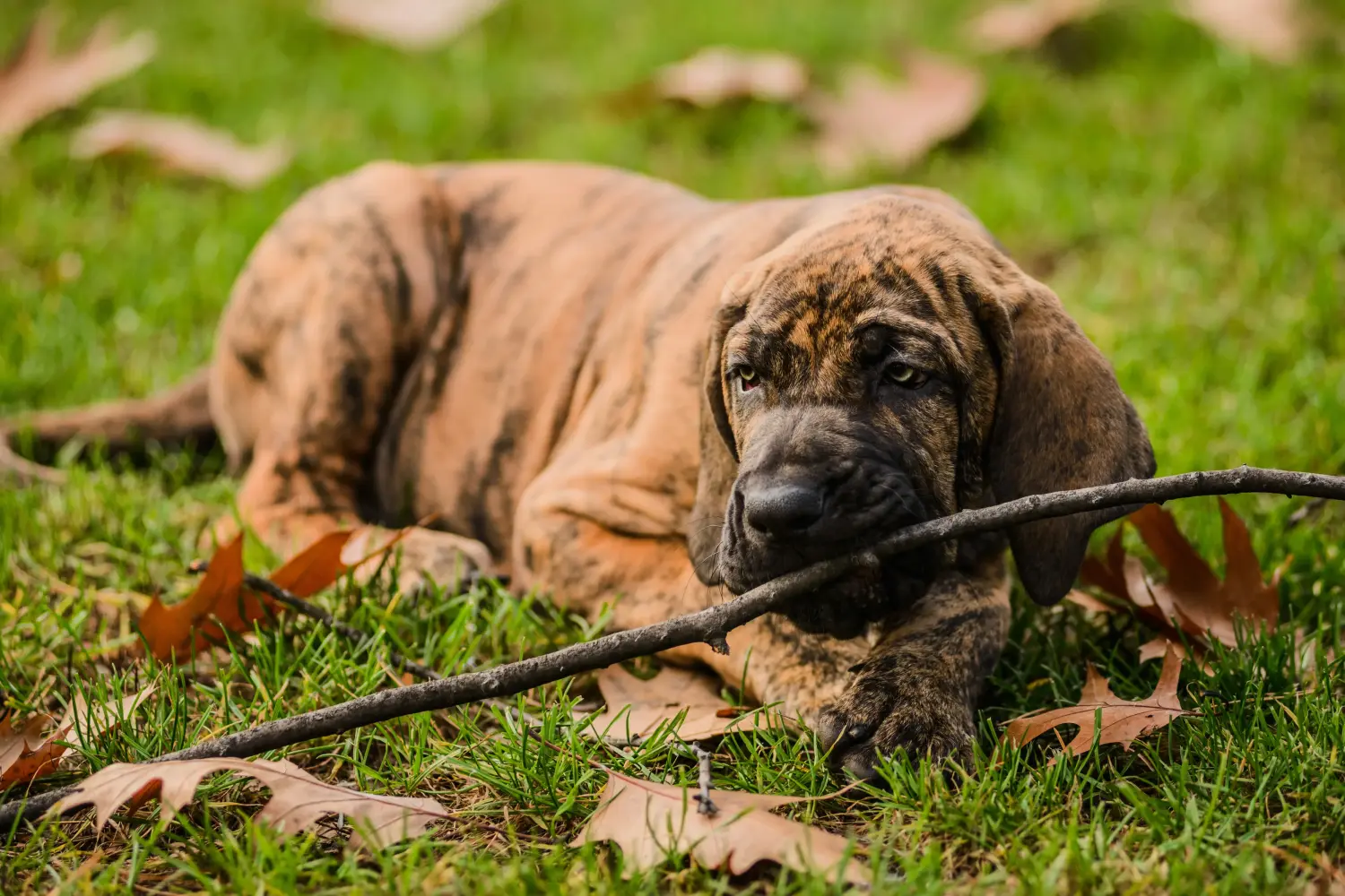 Fila Brasileiro kölyökkutya vásárlása felelősségvállalást jelent! Vásároljon Fila Brasileiro kiskutyákat.