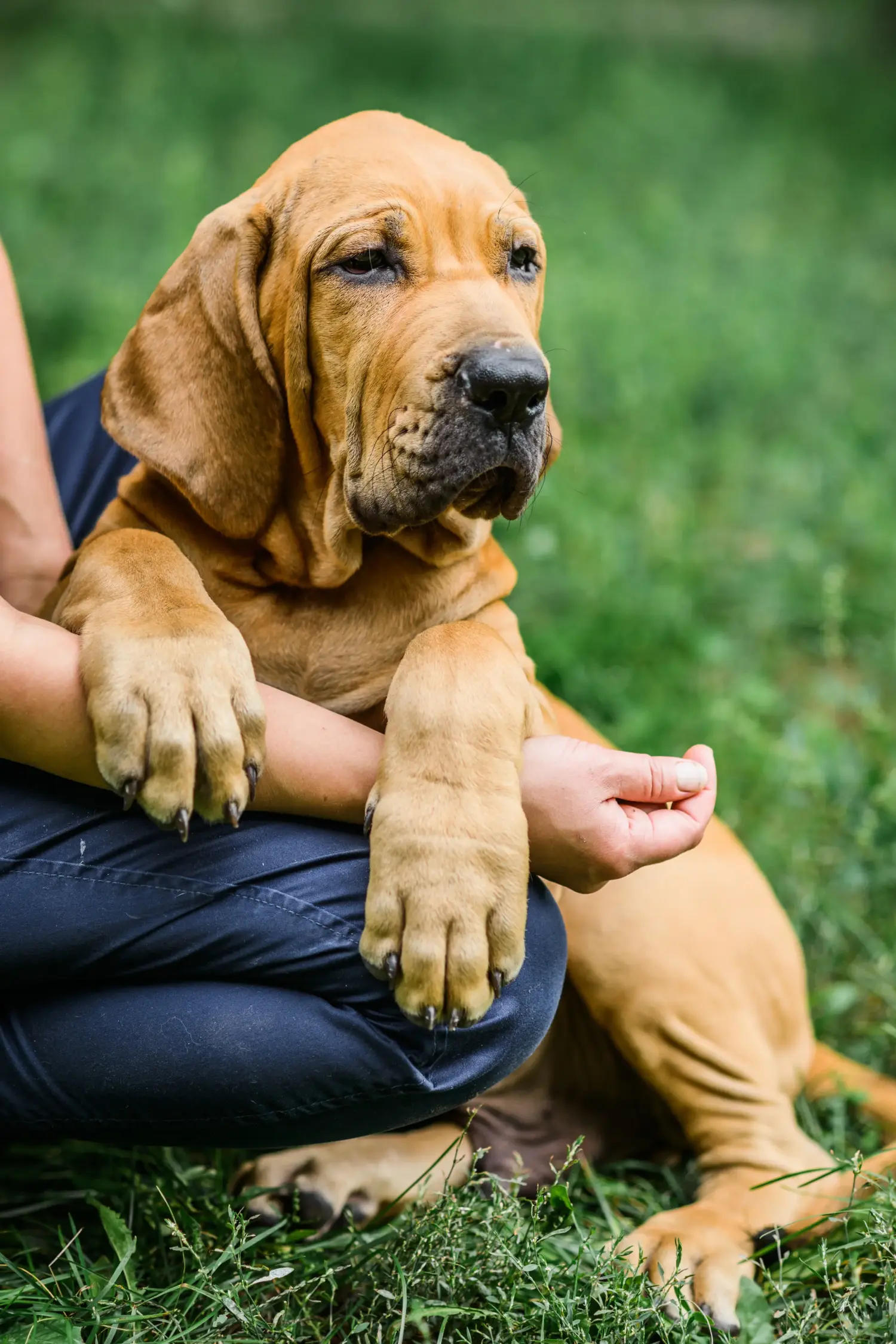 Fila Brasileiro kölyökkutya vásárlása felelősségvállalást jelent! Vásároljon Fila Brasileiro kiskutyákat.