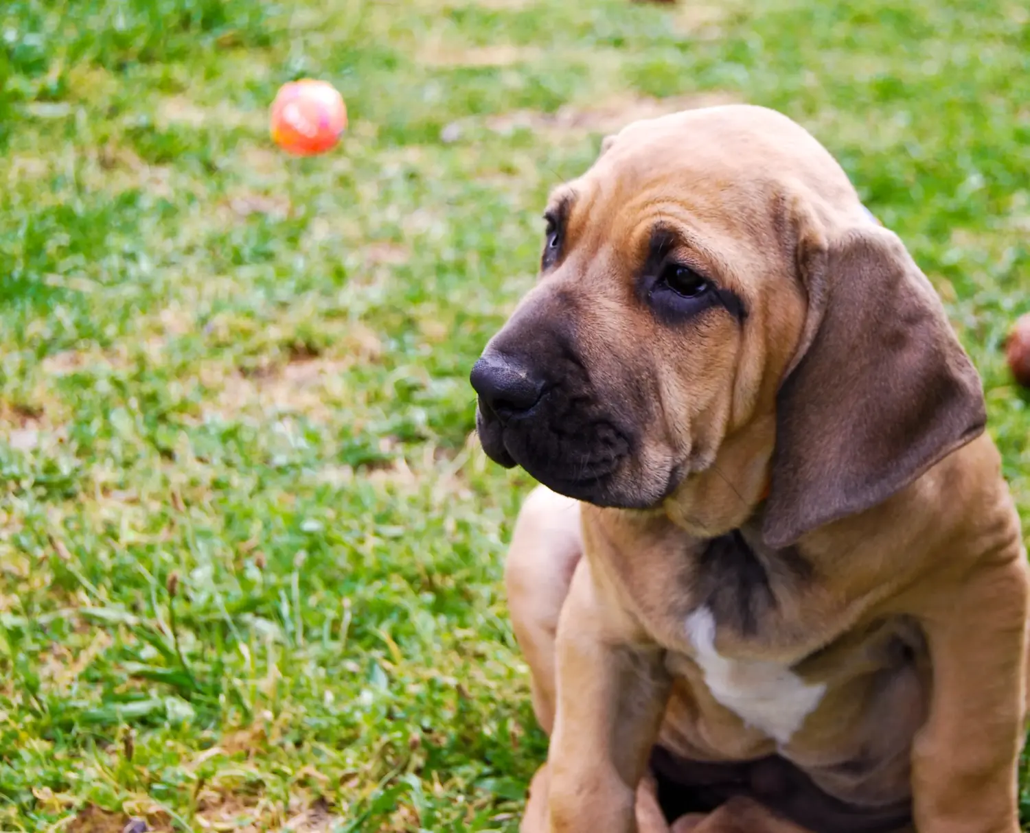 Fila Brasileiro kölyökkutya vásárlása felelősségvállalást jelent! Vásároljon Fila Brasileiro kiskutyákat.