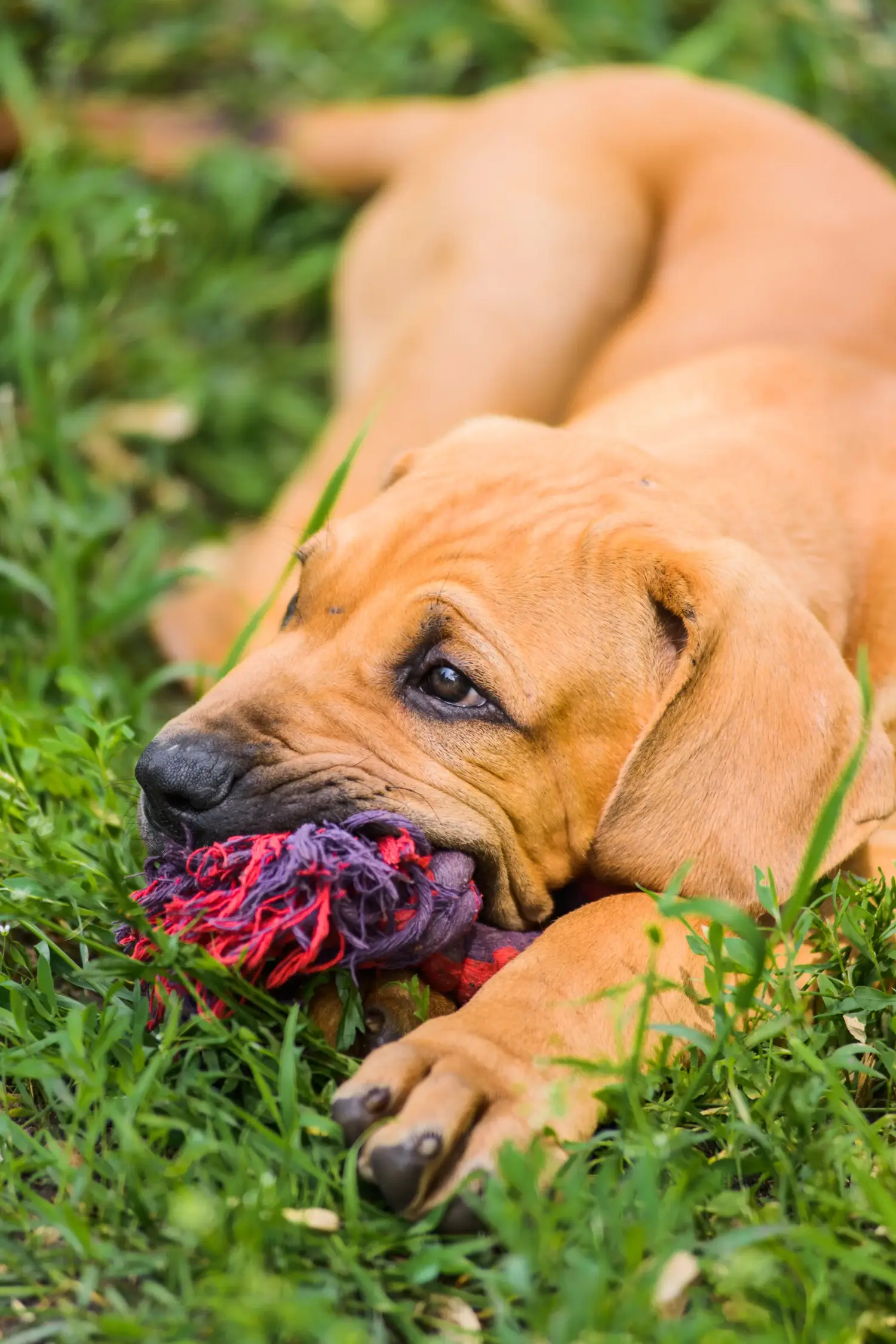 Fila Brasileiro kölyökkutya vásárlása felelősségvállalást jelent! Vásároljon Fila Brasileiro kiskutyákat.