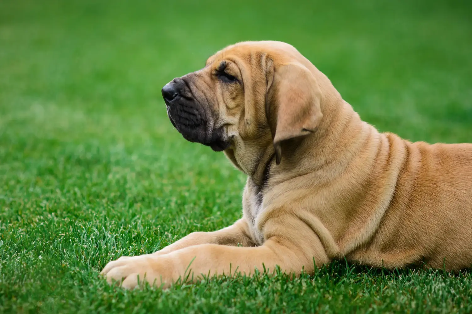 Fila Brasileiro kölyökkutya vásárlása felelősségvállalást jelent! Vásároljon Fila Brasileiro kiskutyákat.