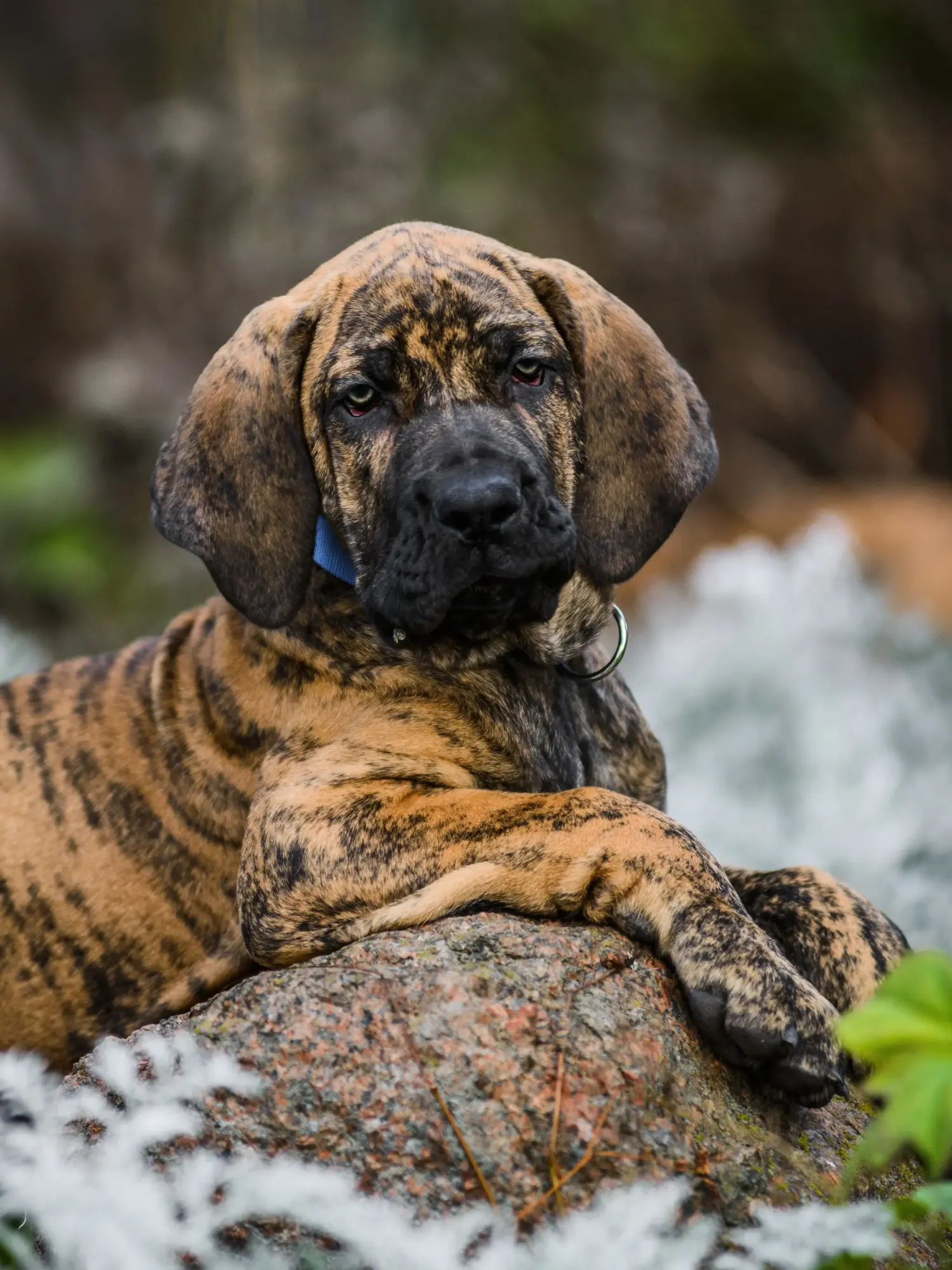 Fila Brasileiro kölyökkutya vásárlása felelősségvállalást jelent! Vásároljon Fila Brasileiro kiskutyákat.