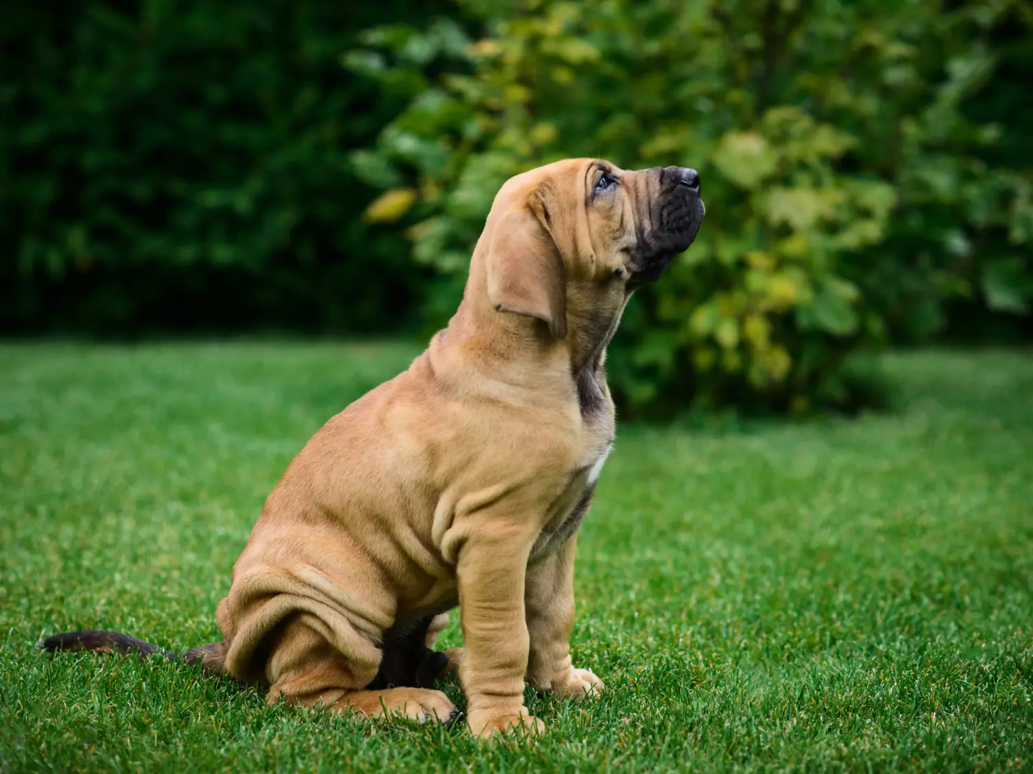 Fila Brasileiro kölyökkutya vásárlása felelősségvállalást jelent! Vásároljon Fila Brasileiro kiskutyákat.