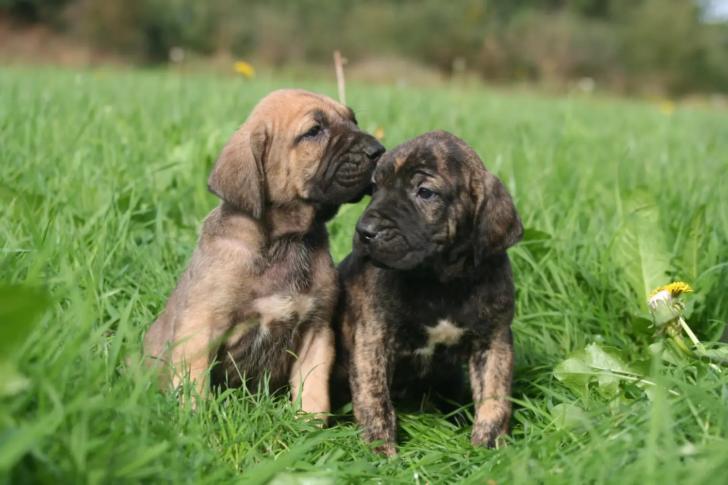 Fila Brasileiro kölyökkutya vásárlása felelősségvállalást jelent! Vásároljon Fila Brasileiro kiskutyákat.