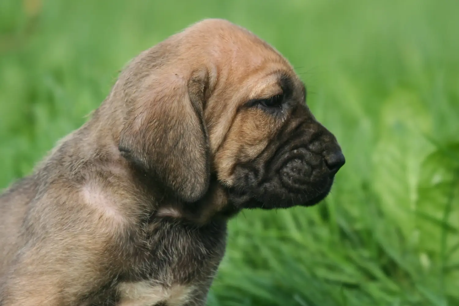 Fila Brasileiro kölyökkutya vásárlása felelősségvállalást jelent! Vásároljon Fila Brasileiro kiskutyákat.