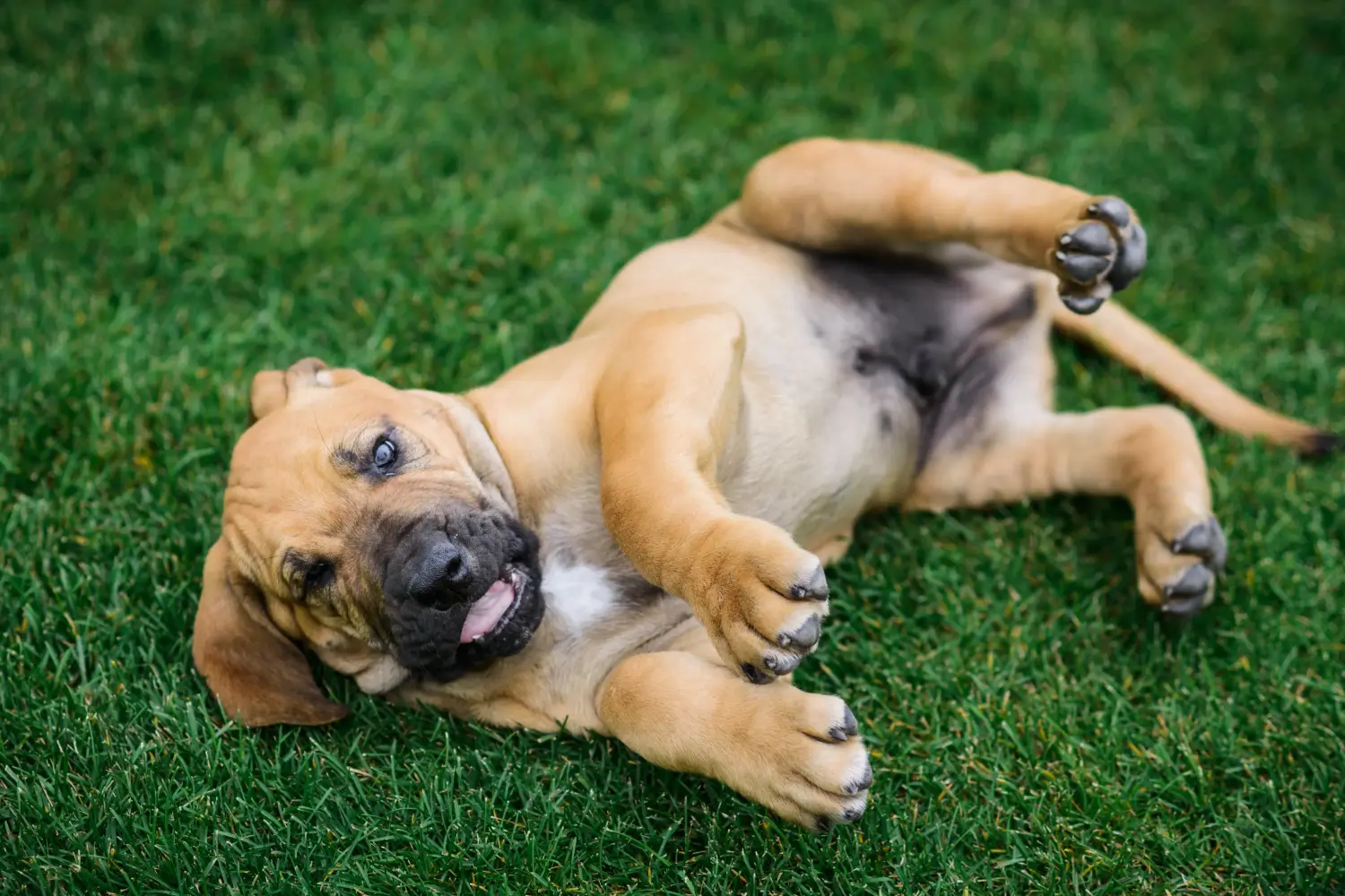 Fila Brasileiro kölyökkutya vásárlása felelősségvállalást jelent! Vásároljon Fila Brasileiro kiskutyákat.