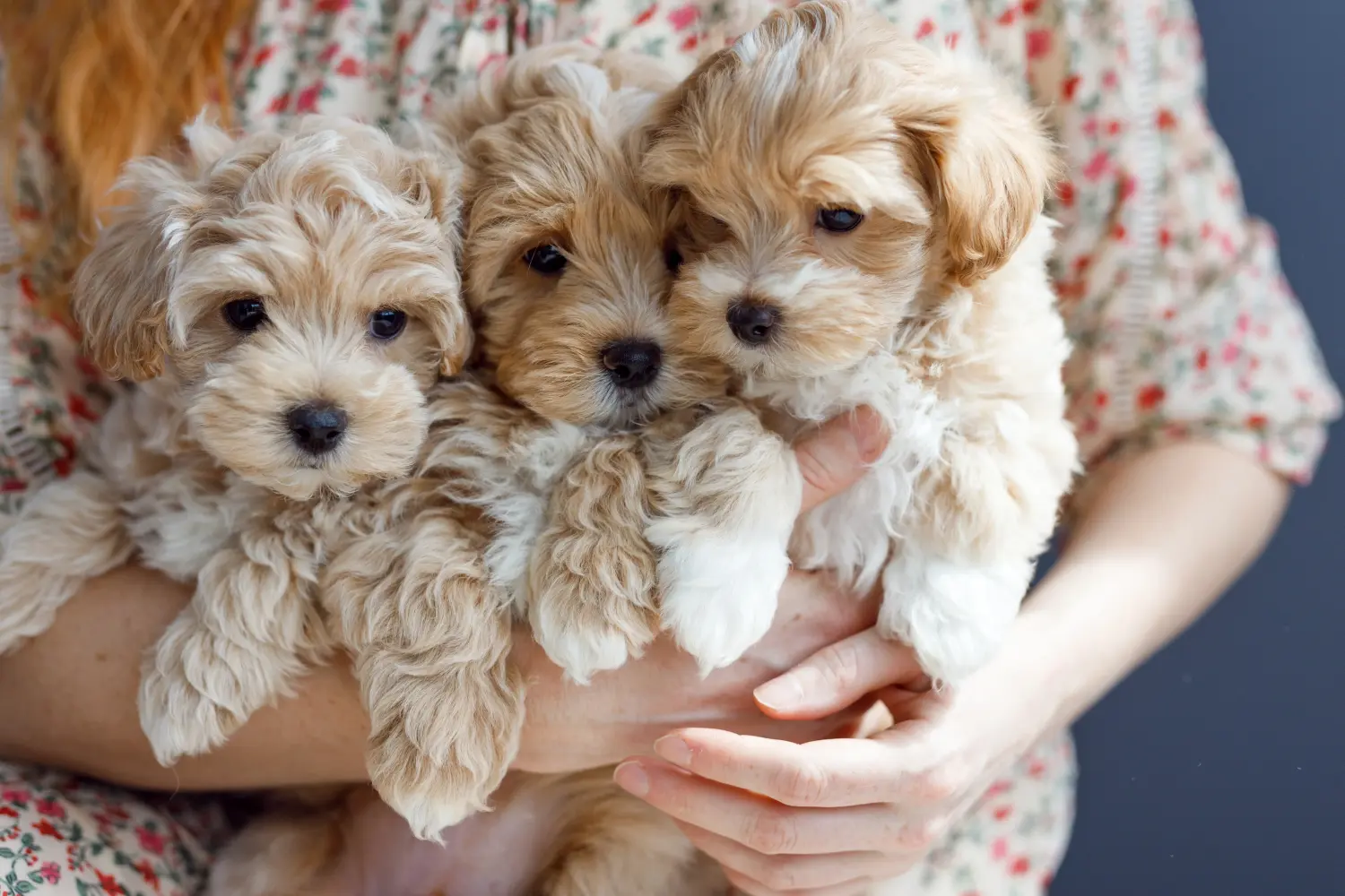 Maltipoo kölyökkutya vásárlása felelősségvállalást jelent! Maltipoo kiskutyák vásárlása.
