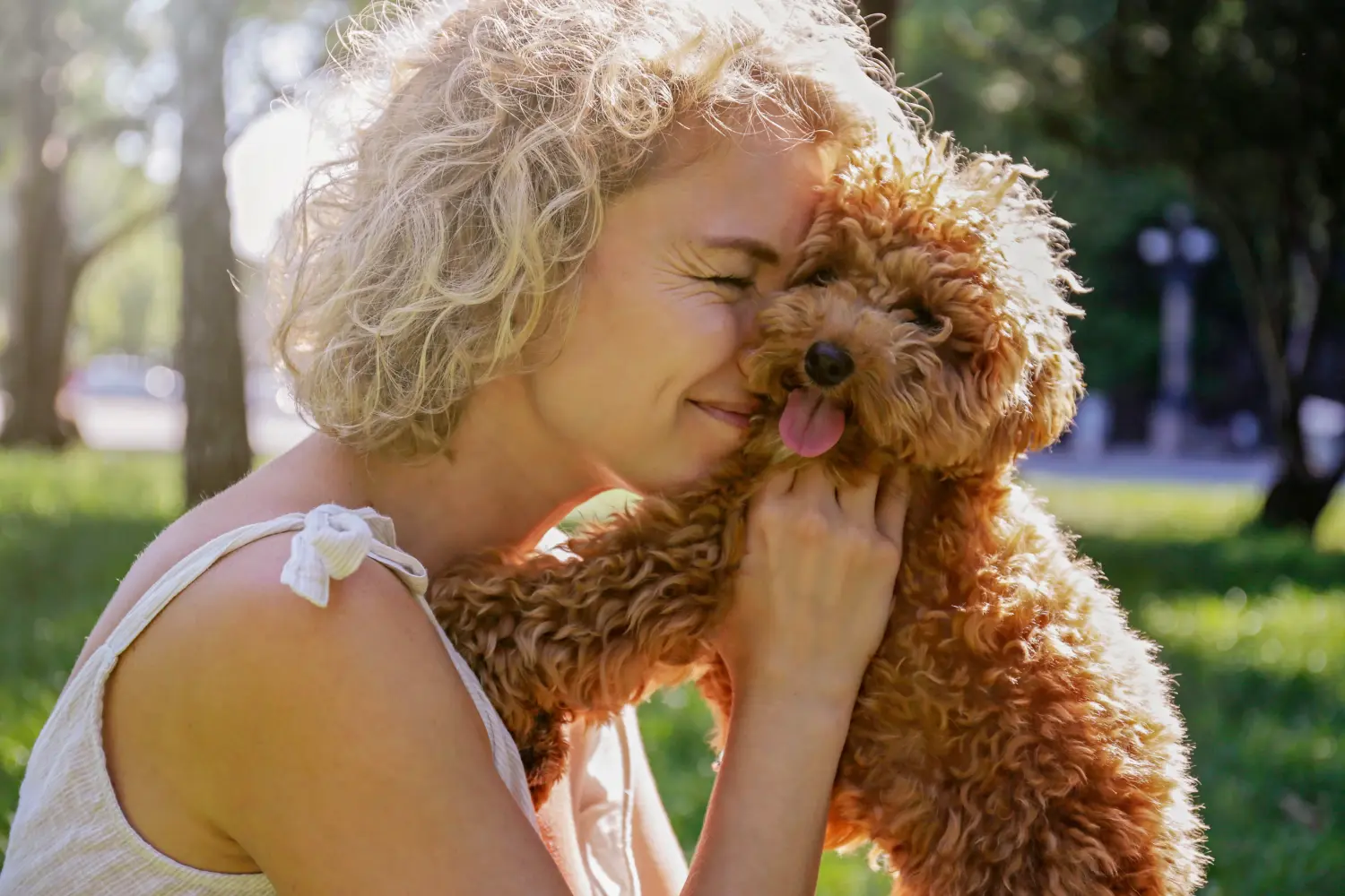Maltipoo kölyökkutya vásárlása felelősségvállalást jelent! Maltipoo kiskutyák vásárlása.
