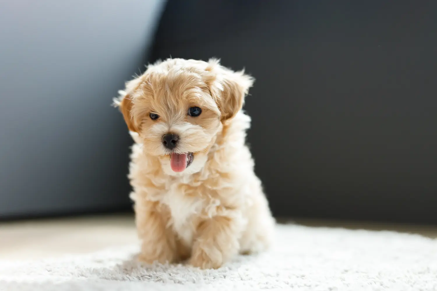 Maltipoo kölyökkutya vásárlása felelősségvállalást jelent! Maltipoo kiskutyák vásárlása.