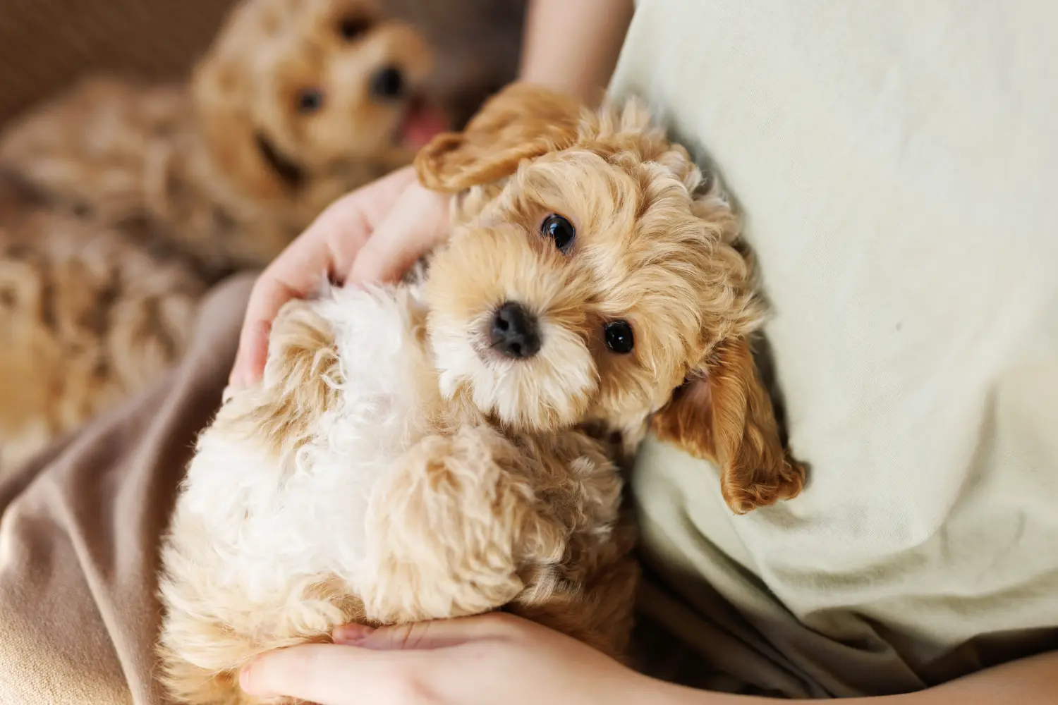 Maltipoo kölyökkutya vásárlása felelősségvállalást jelent! Maltipoo kiskutyák vásárlása.