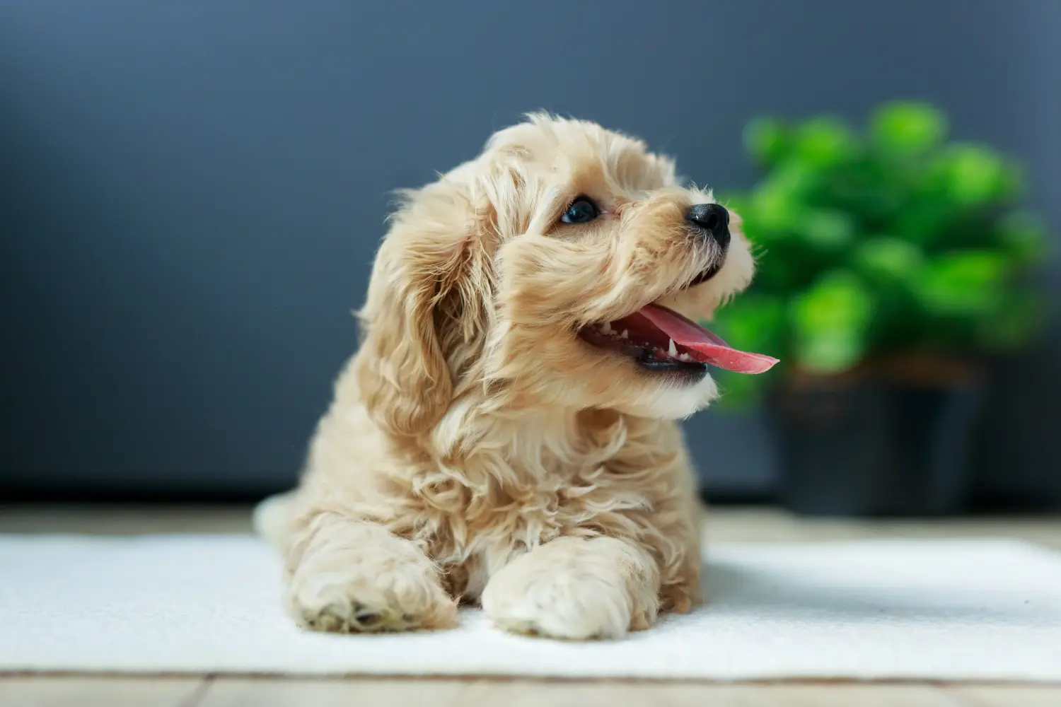 Maltipoo kölyökkutya vásárlása felelősségvállalást jelent! Maltipoo kiskutyák vásárlása.