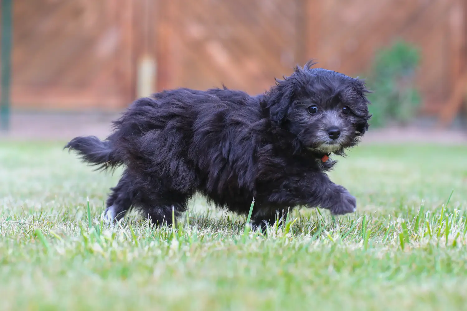 Maltipoo kölyökkutya vásárlása felelősségvállalást jelent! Maltipoo kiskutyák vásárlása.