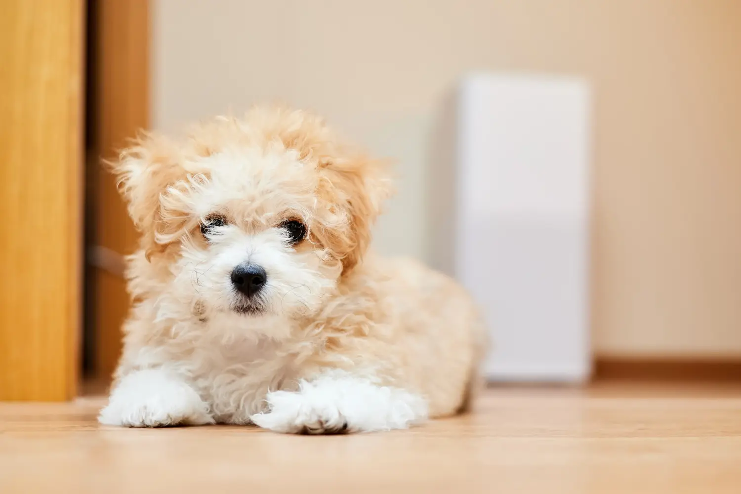 Maltipoo kölyökkutya vásárlása felelősségvállalást jelent! Maltipoo kiskutyák vásárlása.