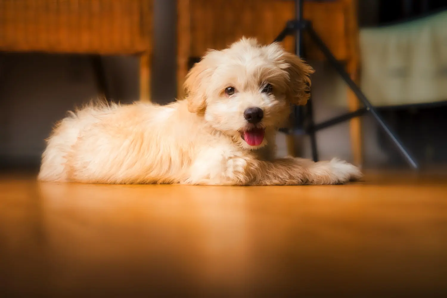 Maltipoo kölyökkutya vásárlása felelősségvállalást jelent! Maltipoo kiskutyák vásárlása.