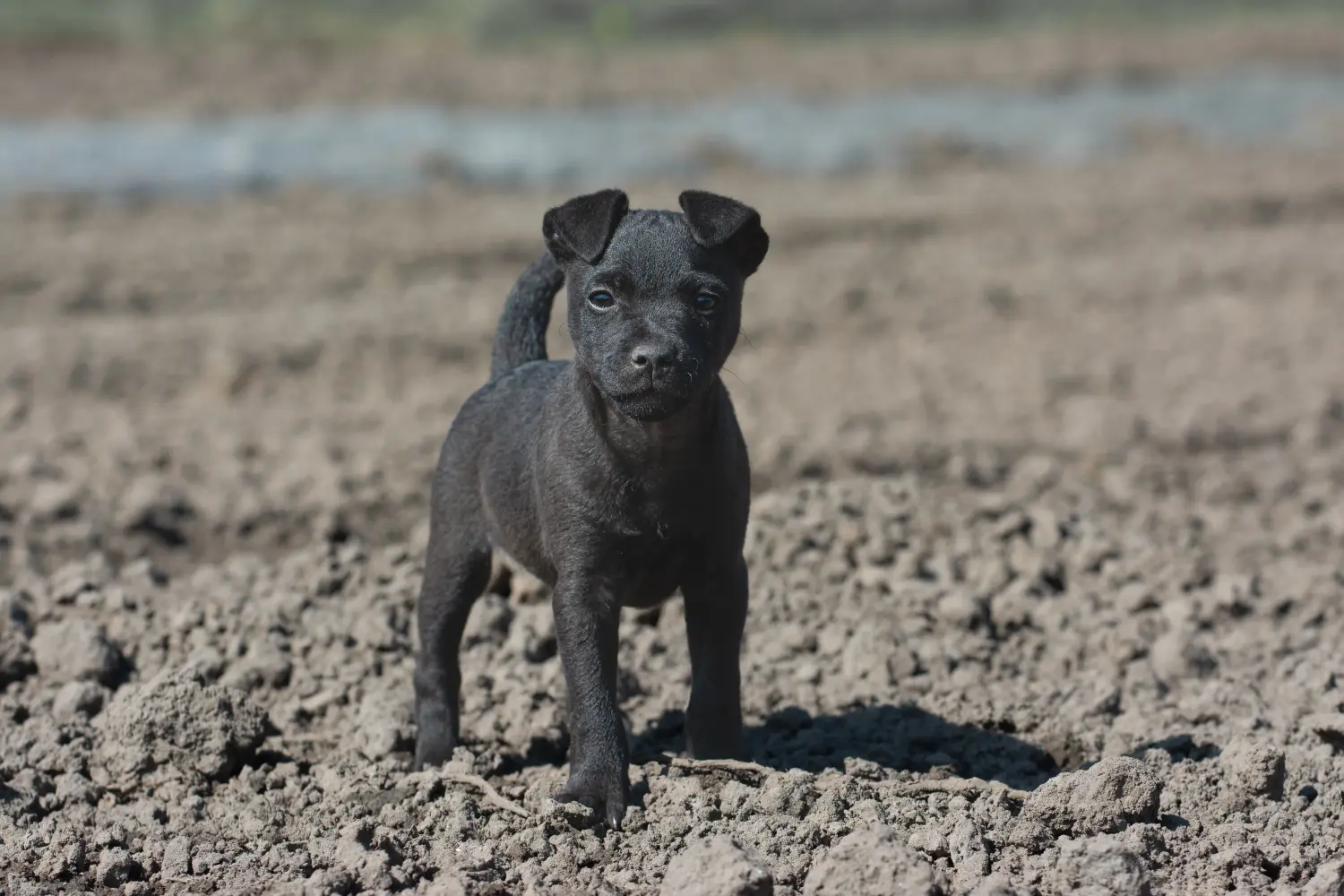 Patterdale terrier kölyökkutya vásárlása felelősségvállalást jelent! Vásároljon Patterdale terrier kiskutyákat.