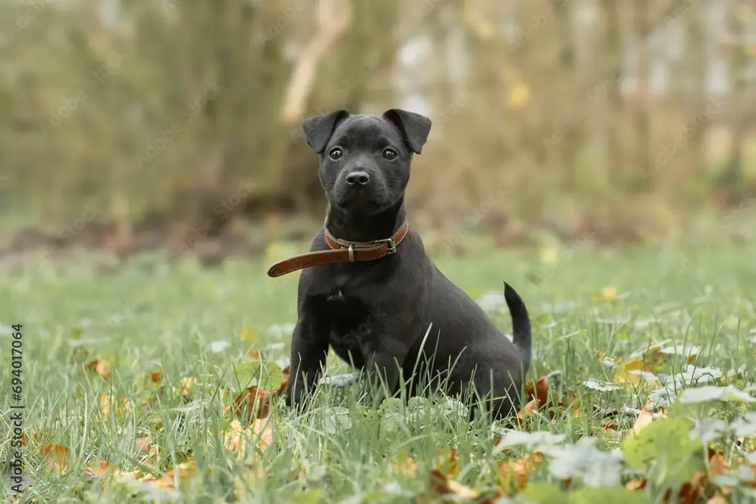 Patterdale terrier kölyökkutya vásárlása felelősségvállalást jelent! Vásároljon Patterdale terrier kiskutyákat.