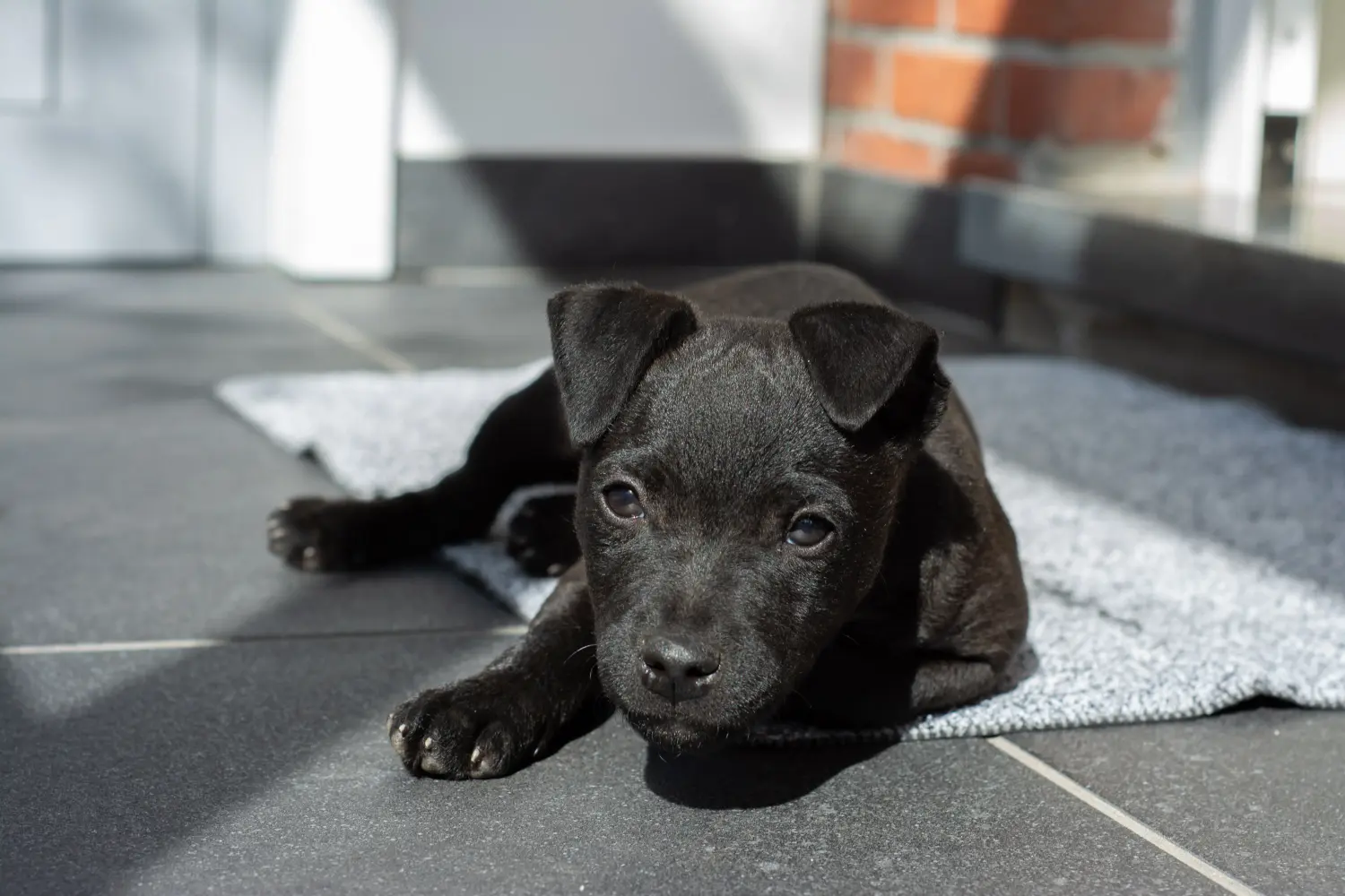Patterdale terrier kölyökkutya vásárlása felelősségvállalást jelent! Vásároljon Patterdale terrier kiskutyákat.