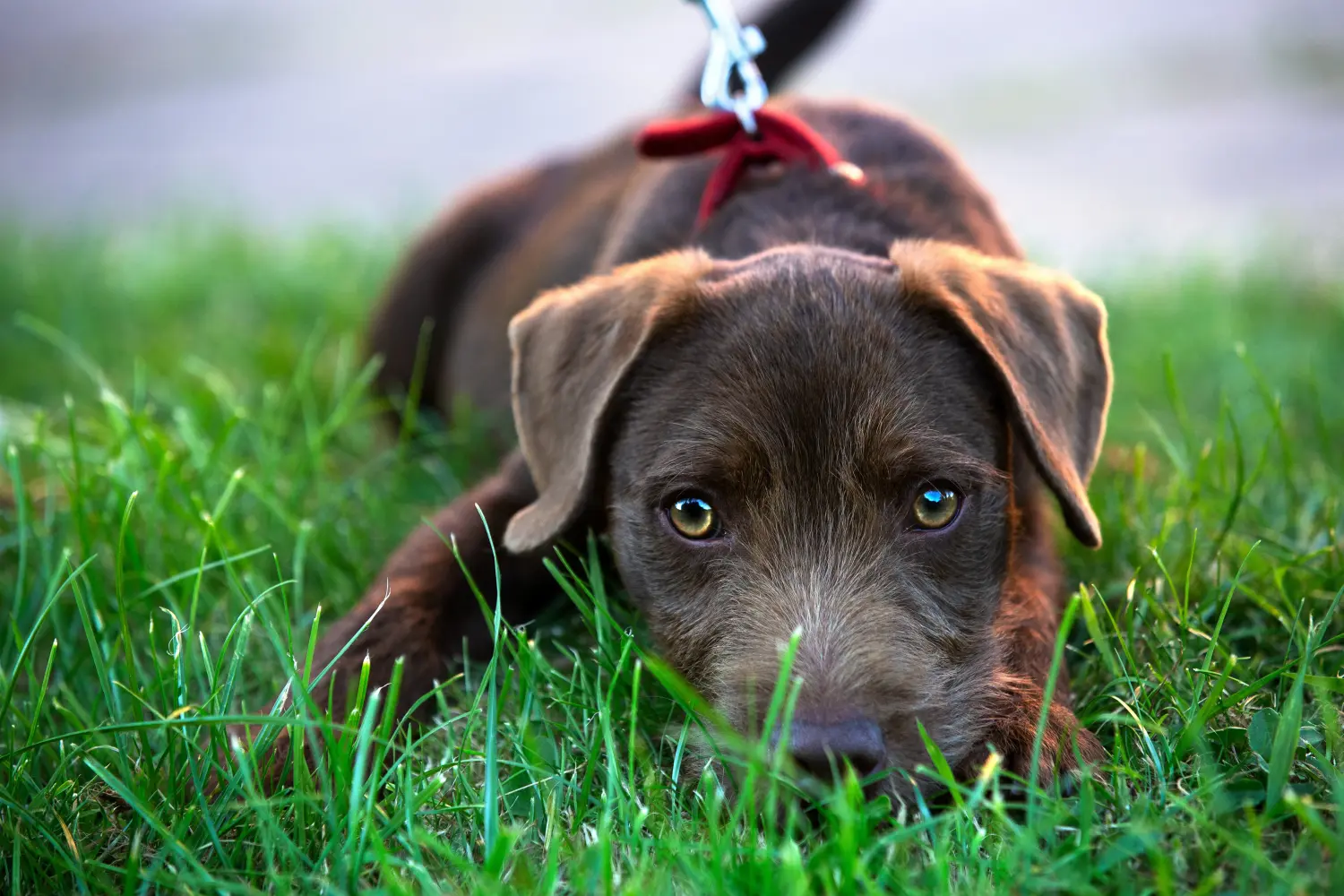 Patterdale terrier kölyökkutya vásárlása felelősségvállalást jelent! Vásároljon Patterdale terrier kiskutyákat.