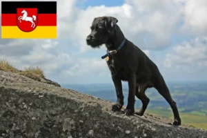 Read more about the article Patterdale terrier tenyésztők és kiskutyák Alsó-Szászországban
