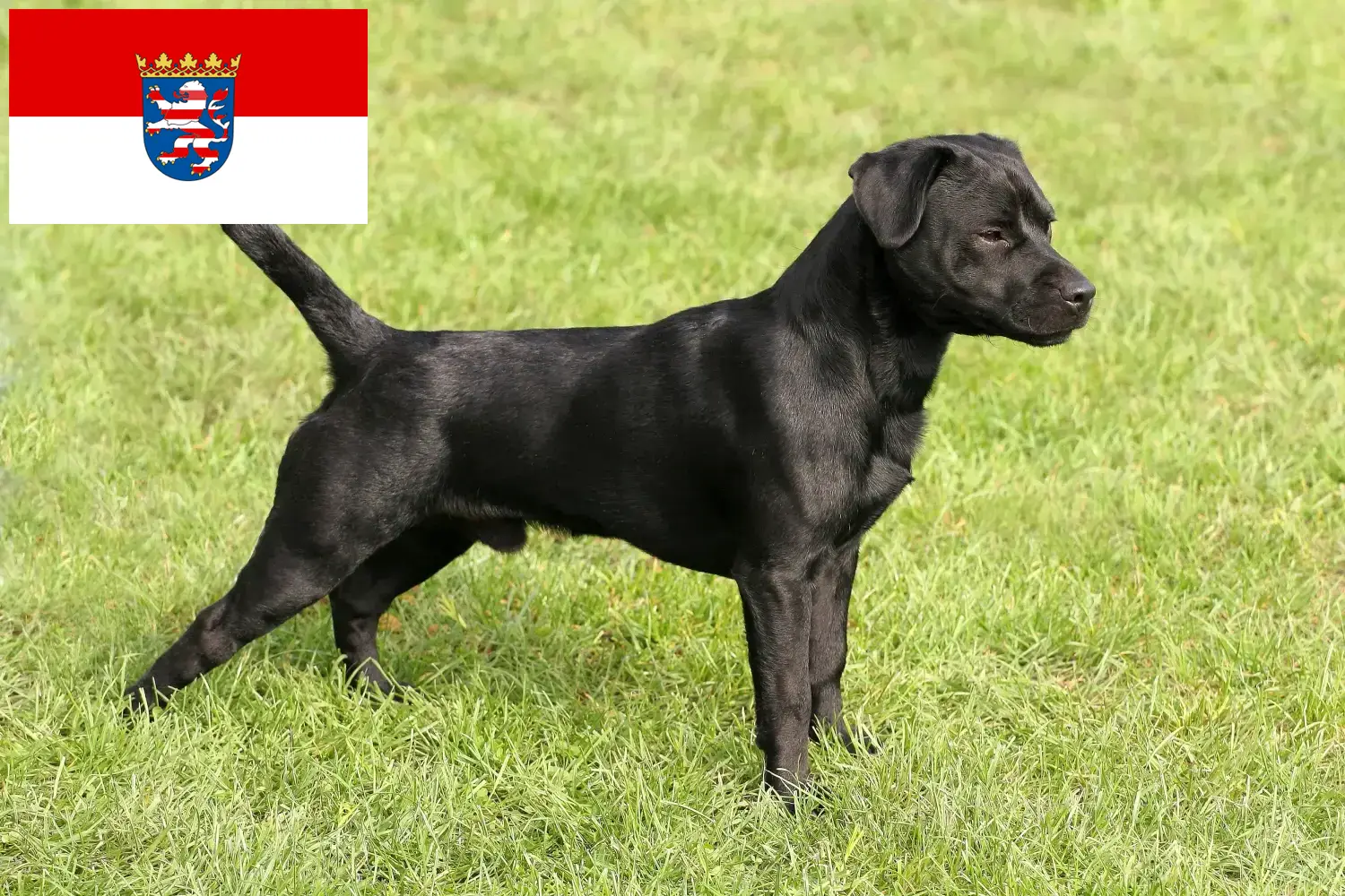 Read more about the article Patterdale terrier tenyésztők és kölykök Hessenben