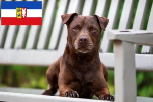 Read more about the article Patterdale terrier tenyésztők és kölykök Schleswig-Holstein tartományban