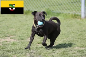 Read more about the article Patterdale terrier tenyésztők és kölykök Szász-Anhaltban