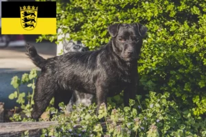 Read more about the article Patterdale terrier tenyésztők és kölykök Baden-Württembergben