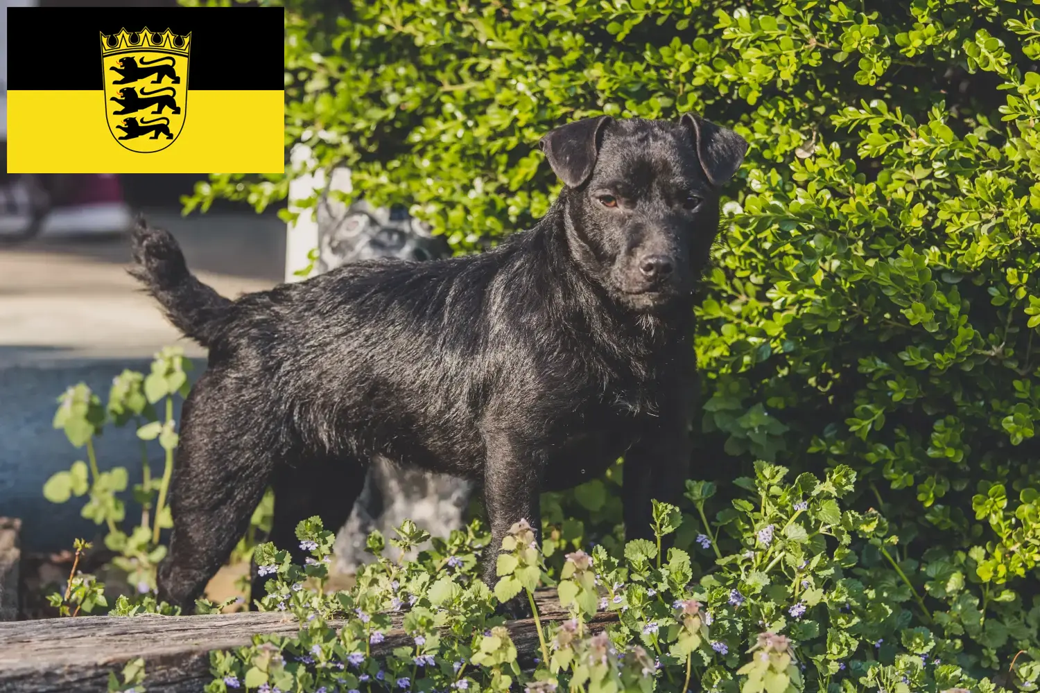 Read more about the article Patterdale terrier tenyésztők és kölykök Baden-Württembergben