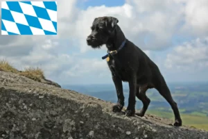 Read more about the article Patterdale terrier tenyésztők és kölykök Bajorországban