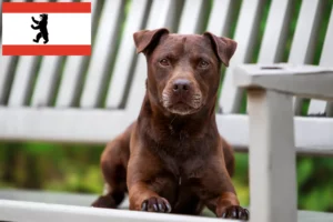 Read more about the article Patterdale terrier tenyésztők és kölykök Berlinben