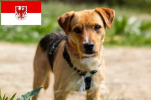 Read more about the article Patterdale terrier tenyésztők és kölykök Brandenburgban