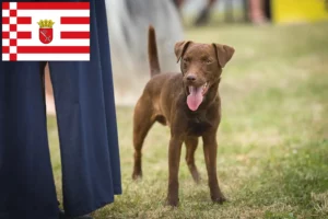 Read more about the article Patterdale terrier tenyésztők és kölykök Brémában