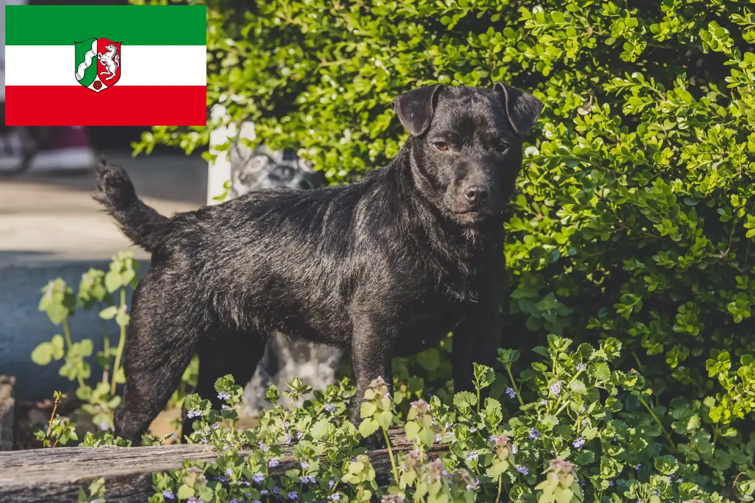 Read more about the article Patterdale terrier tenyésztők és kölykök Észak-Rajna-Vesztfália területén