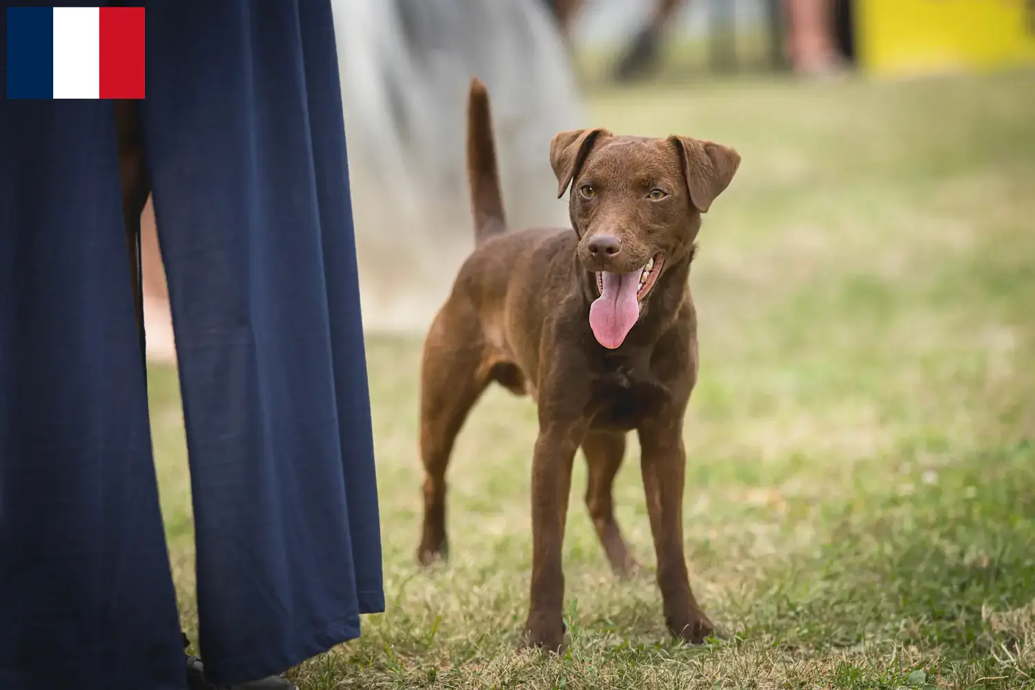 Patterdale Terrier kiskutyák és tenyésztők Franciaország Patterdale terrier tenyésztőket Franciaországban itt találsz.