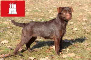 Read more about the article Patterdale terrier tenyésztők és kölykök Hamburgban