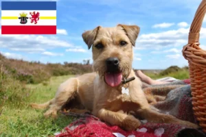 Read more about the article Patterdale terrier tenyésztők és kölykök Mecklenburg-Vorpommernben