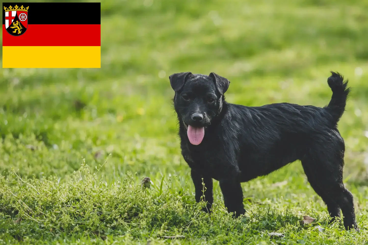 Read more about the article Patterdale terrier tenyésztők és kölykök Rajna-vidék-Pfalzban
