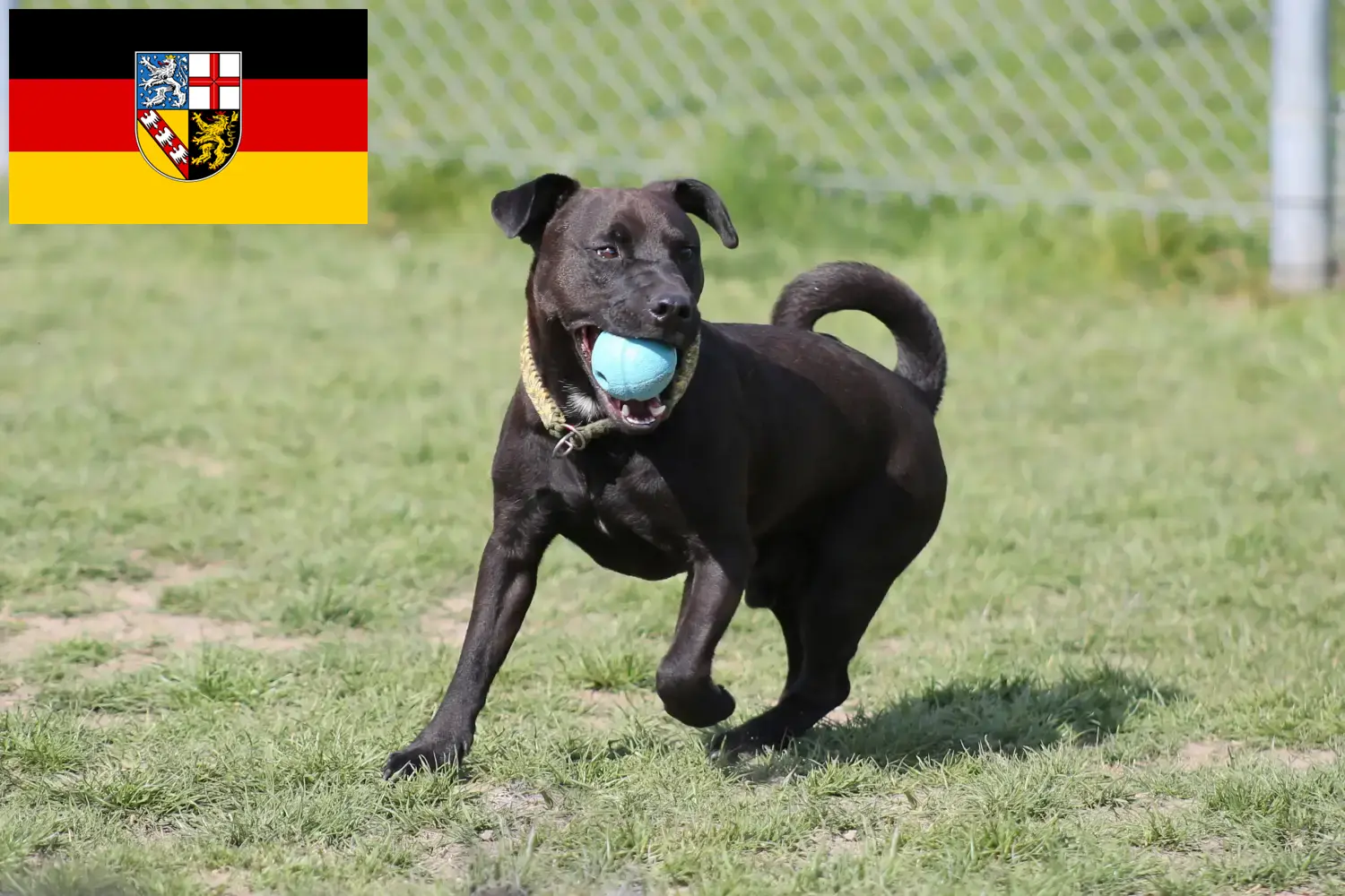 Patterdale Terrier kiskutyák és tenyésztők Saarland Itt találhat Patterdale terrier tenyésztőket Saar-vidéken.